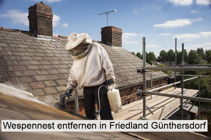 Wespennest entfernen in Friedland Günthersdorf